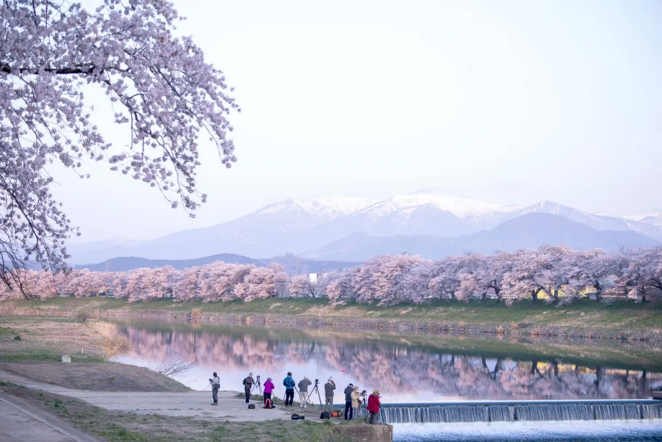 蔵王連峰を望む　一目千本桜（大河原町）